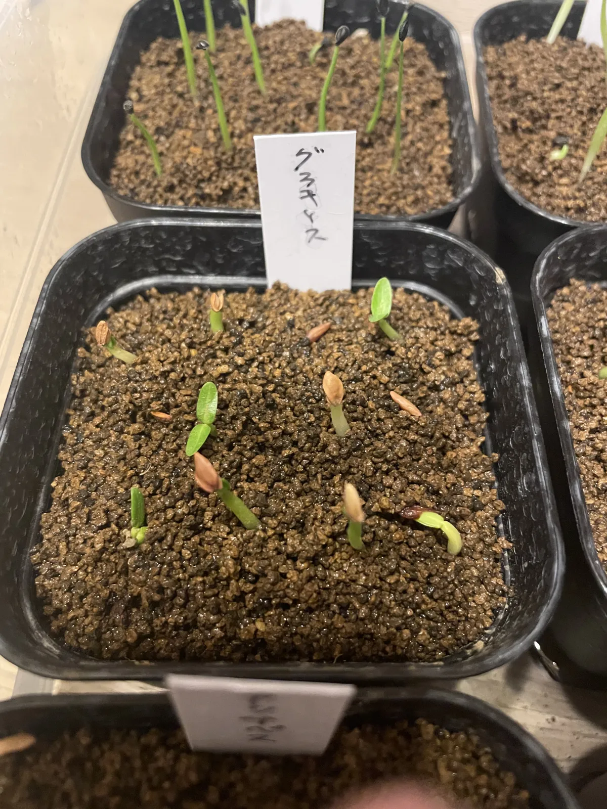 Pachypodium rosulatum var. gracilius (パキポディウム グラキリス)