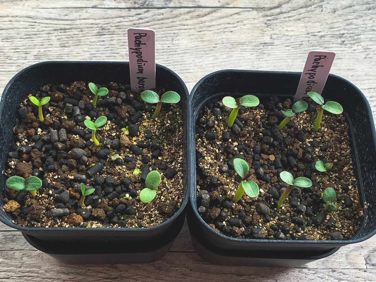 Pachypodium baronii (パキポディウム バロニー)