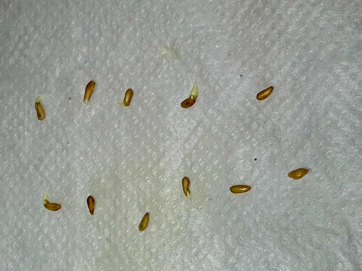 Pachypodium enigmaticum (パキポディウム エニグマチカム)