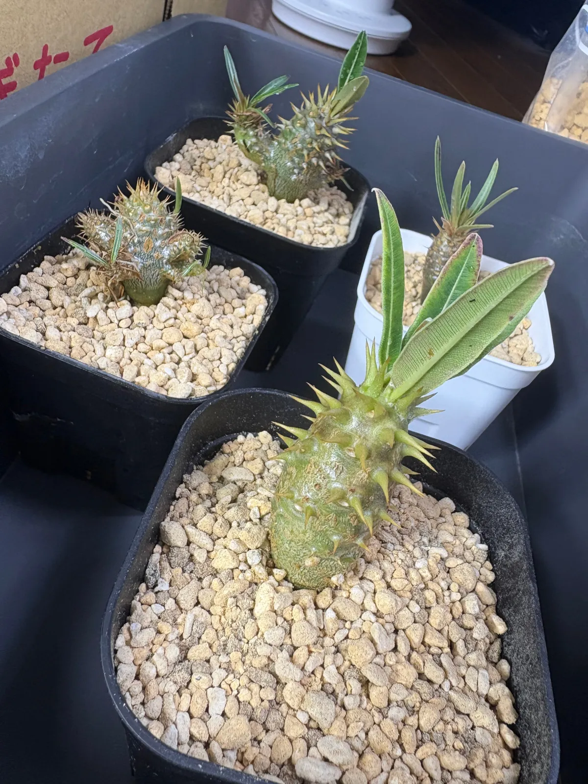 Pachypodium rosulatum ssp. cactipes (パキポディウム カクチペス)