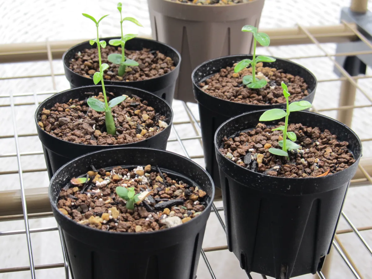 Fockea edulis (フォッケア 火星人)