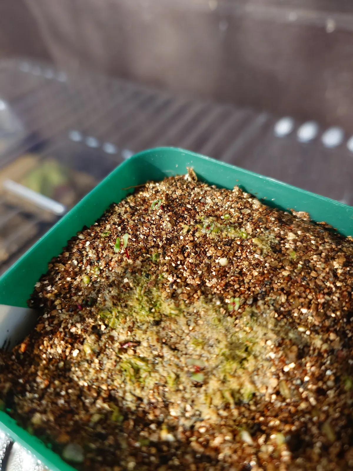 Eucalyptus cinerea (ユーカリ シネレア)