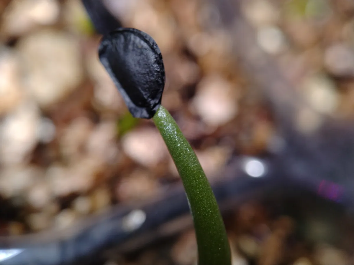 Agave parryi subsp. parryi (アガベ パリー)
