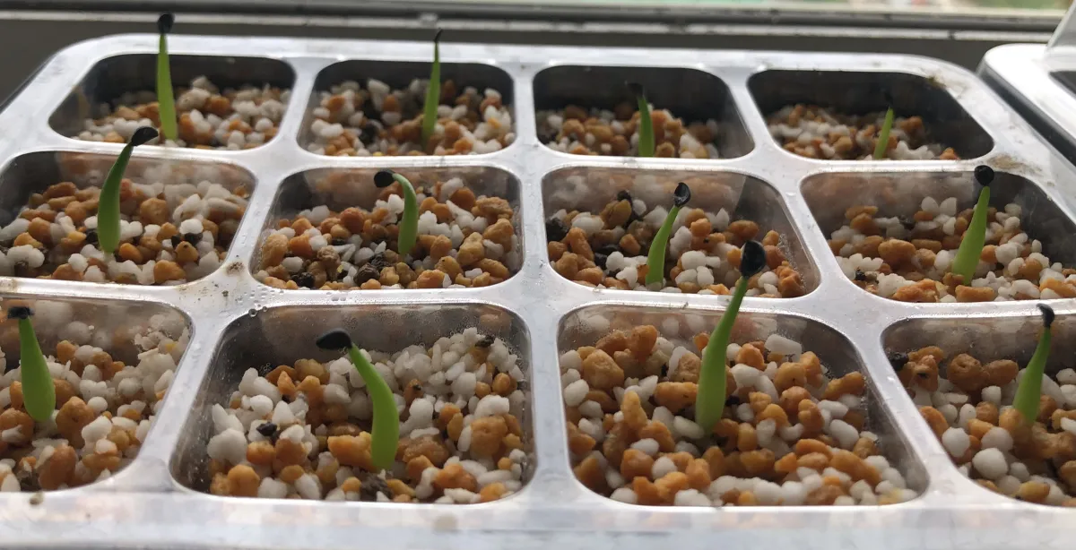 Agave victoriae-reginae (アガベ ビクトリアレジーナエ 笹の雪)