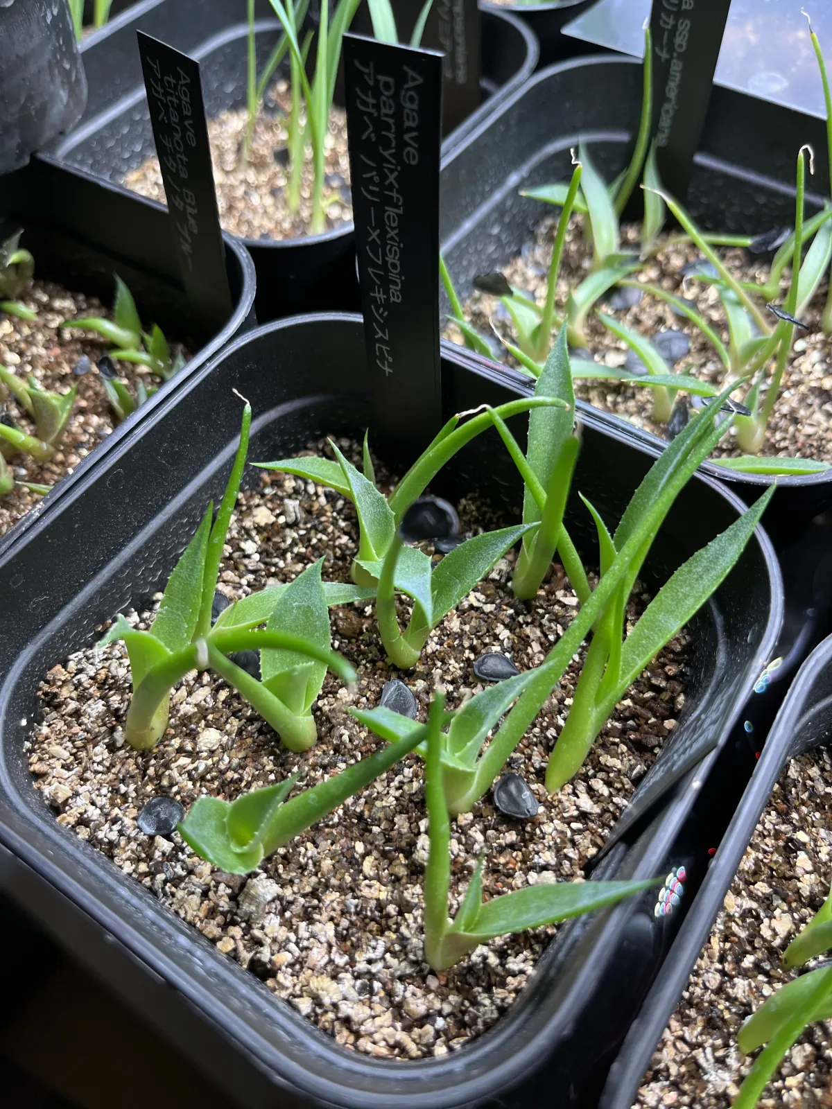 Agave parryi x flexispina (アガベ パリー x フレキシスピナ)