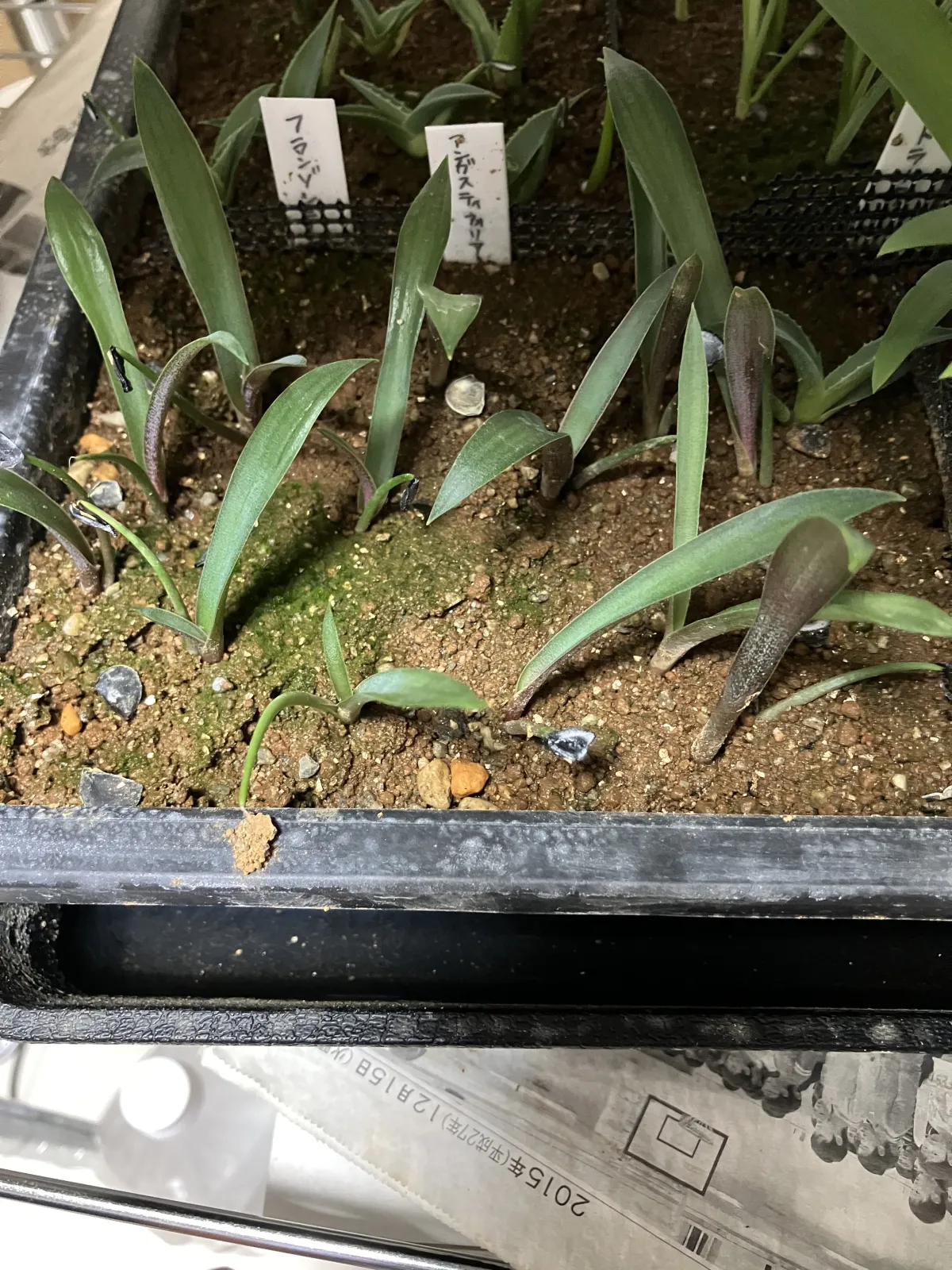 Agave angustifolia (アガベ アンガスティフォリア)