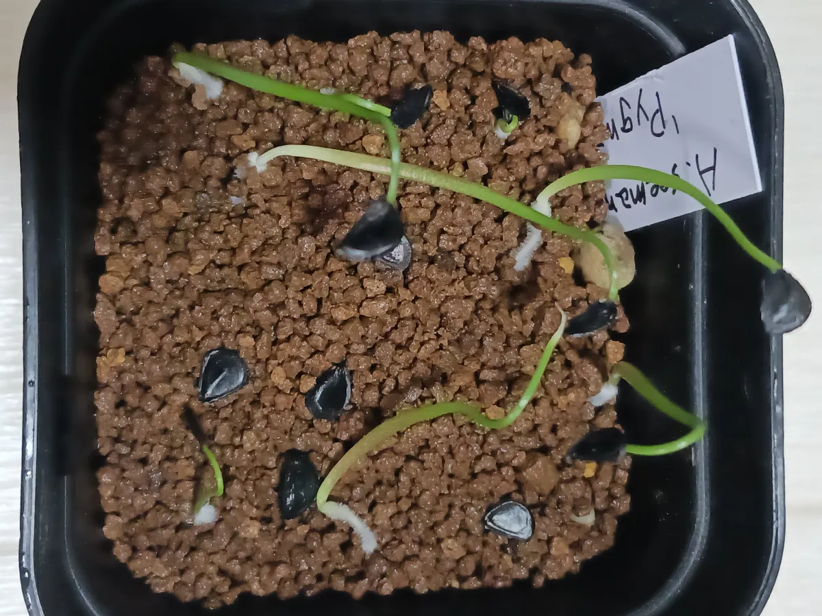 Agave seemanniana (アガベ ピグマエア)