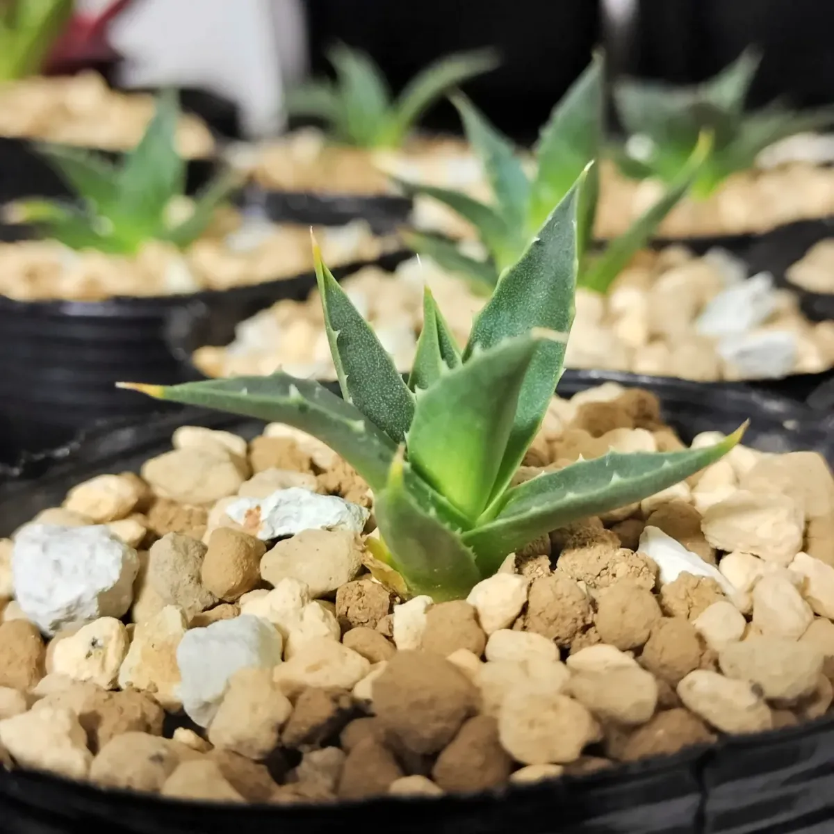 Agave utahensis var. eborispina (アガベ エボリスピナ)