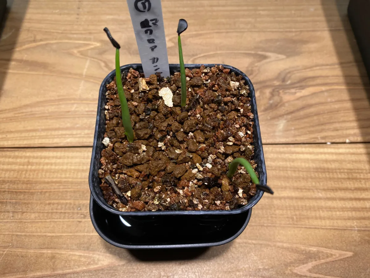 Agave macroacantha (アガベ マクロアカンサ 八荒殿)