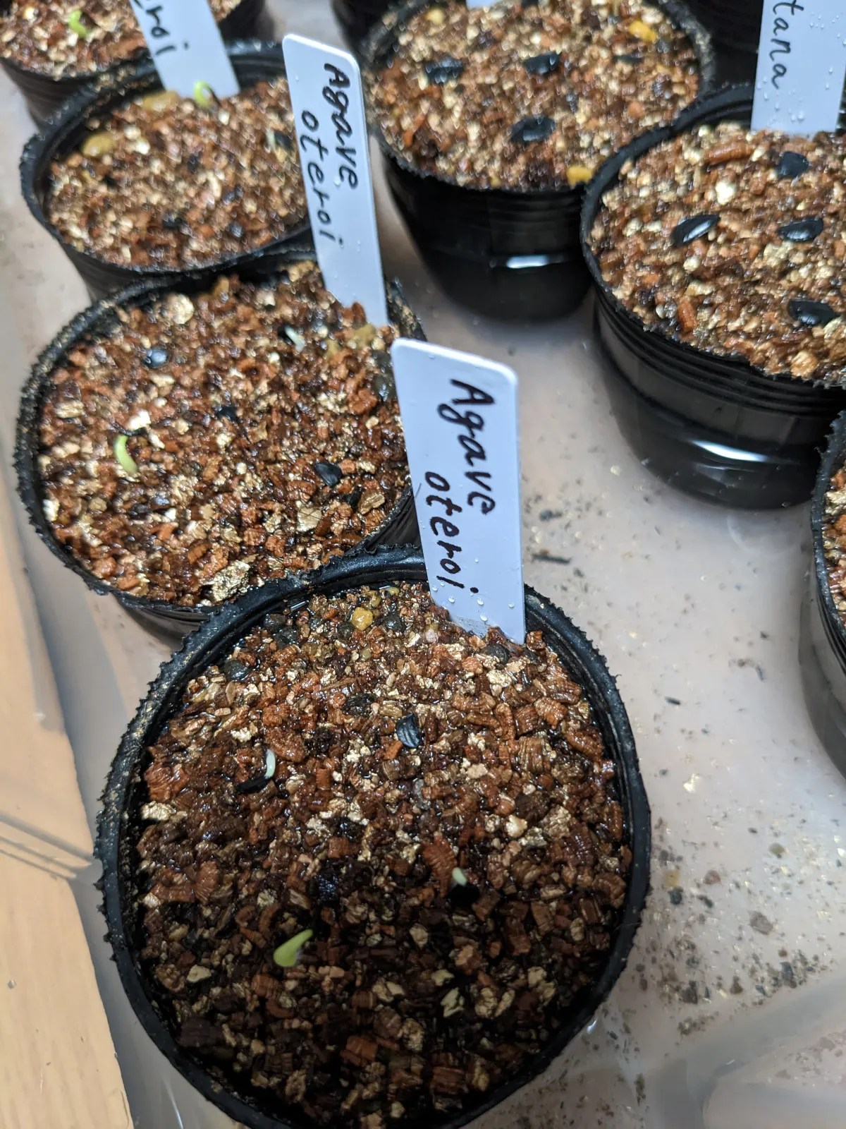 Agave oteroi (アガベ オテロイ)