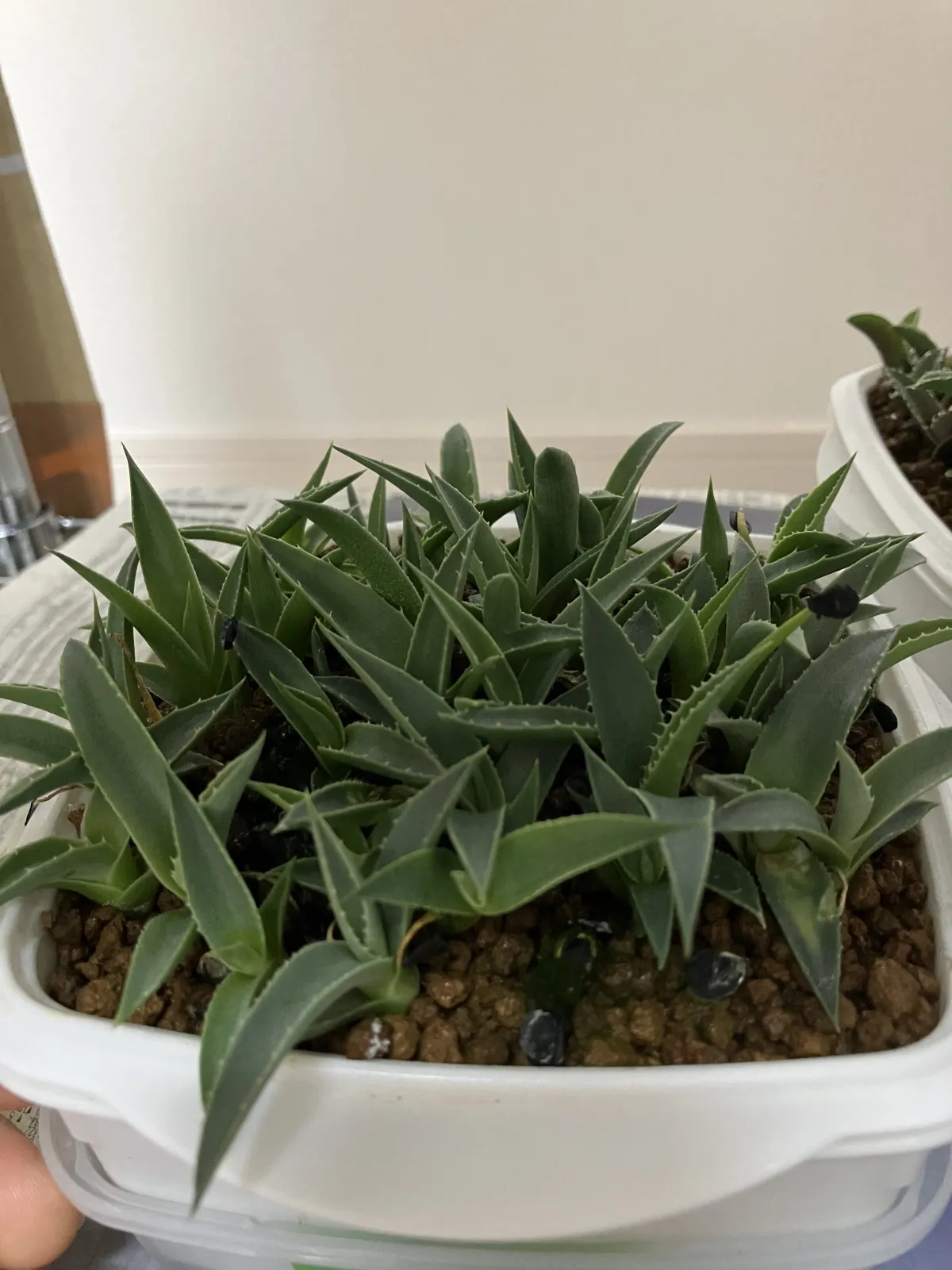 種子] アガベ ネオメキシカーナ Agave parryi ssp. neomexicana