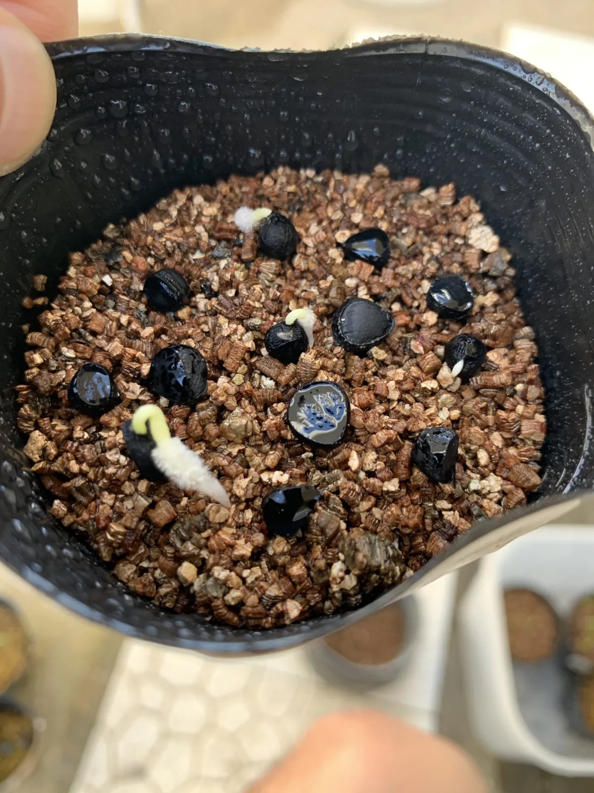 Yucca torreyi (ユッカ トレイー)