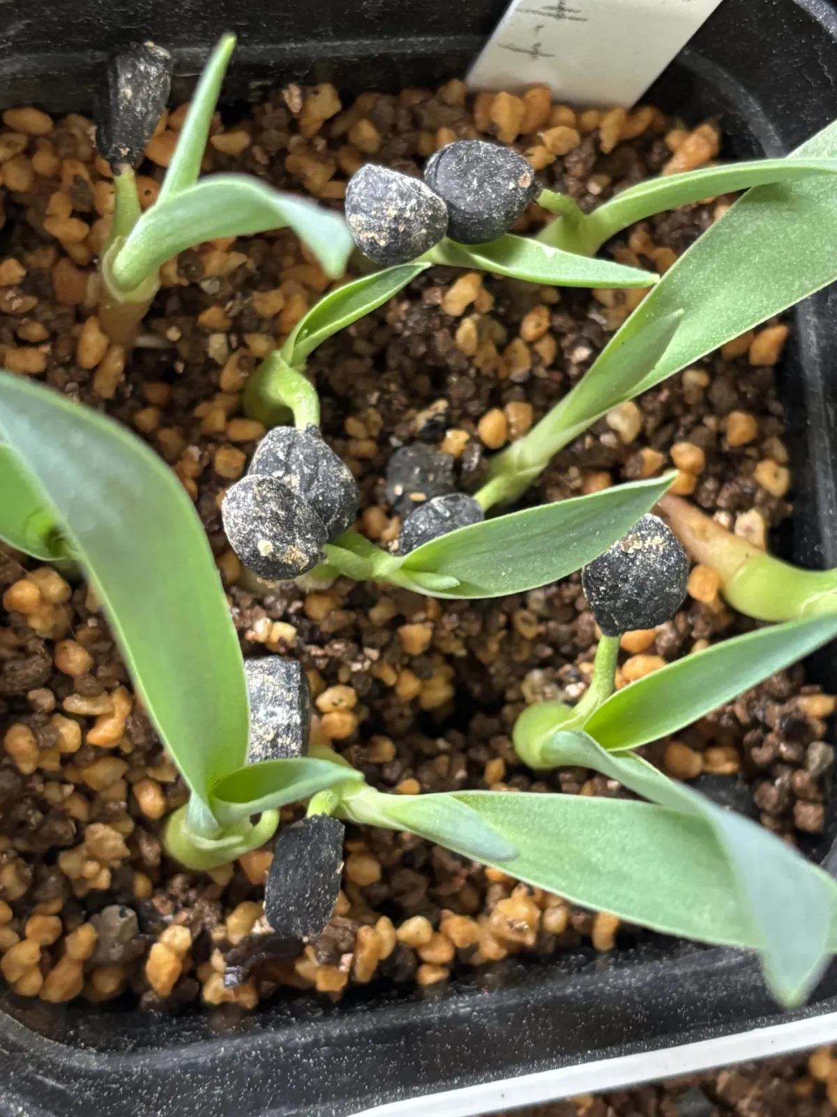 Yucca carnerosana (ユッカ カルネロサーナ)