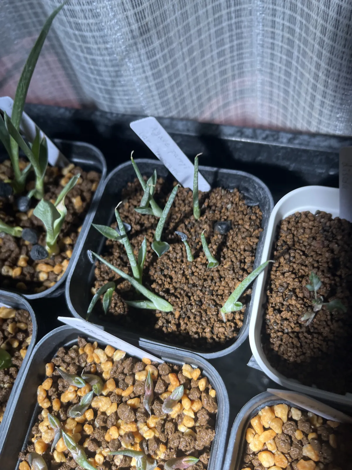 Agave parryi var. truncata (アガベ パリー トランカータ)