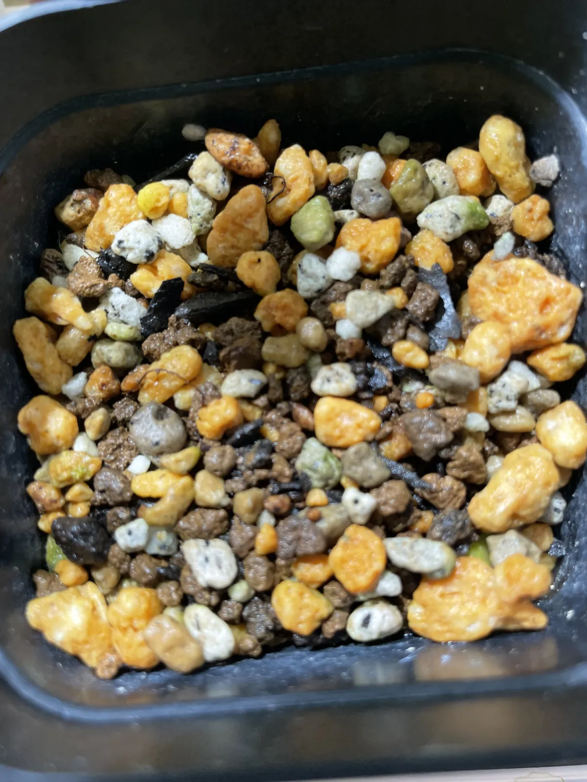 Phoenix roebelenii (フェニックス ロベレニー（シンノウヤシ）)