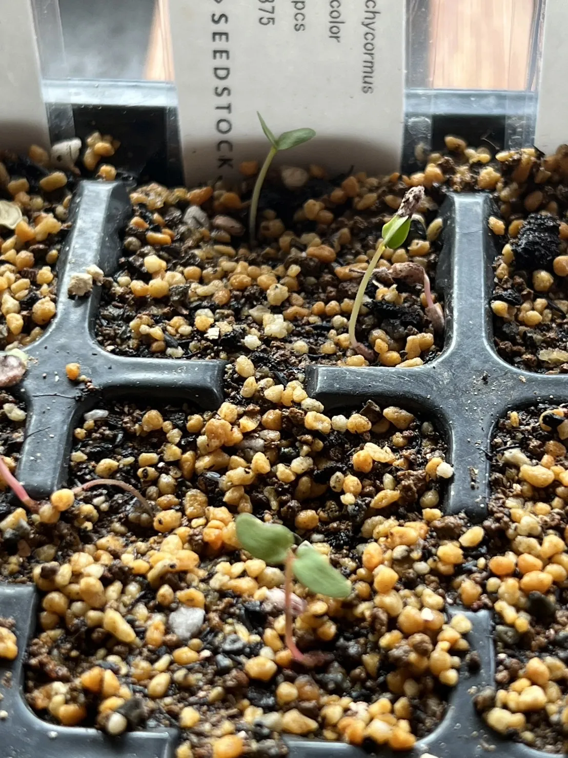 Pachycormus discolor (パキコルムス ディスカラー)