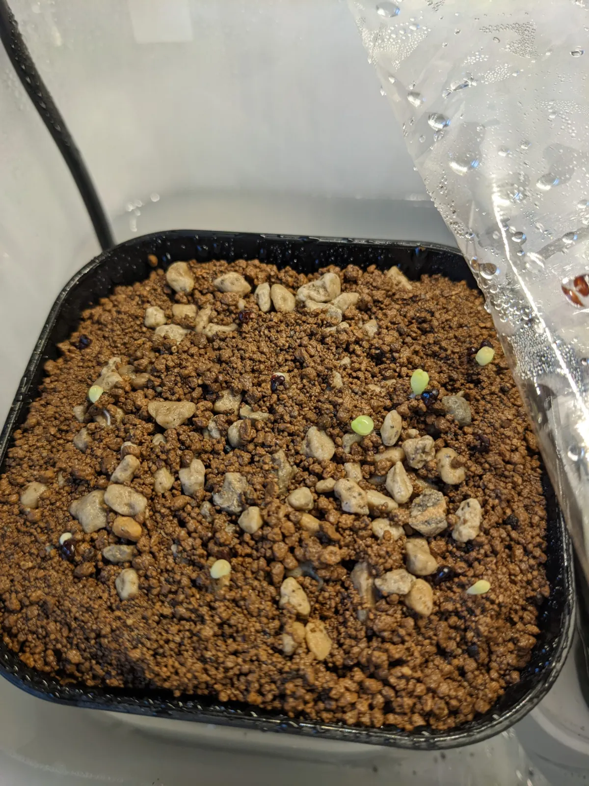 Astrophytum asterias (アストロフィツム ゴンザレス)