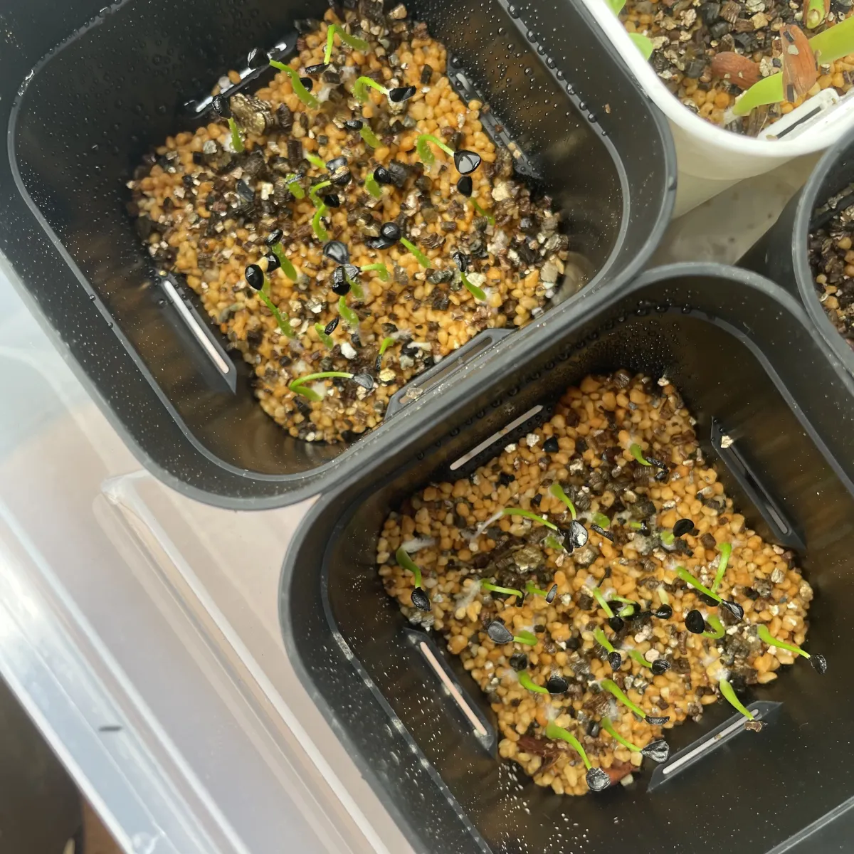 Agave utahensis var. eborispina (アガベ エボリスピナ)