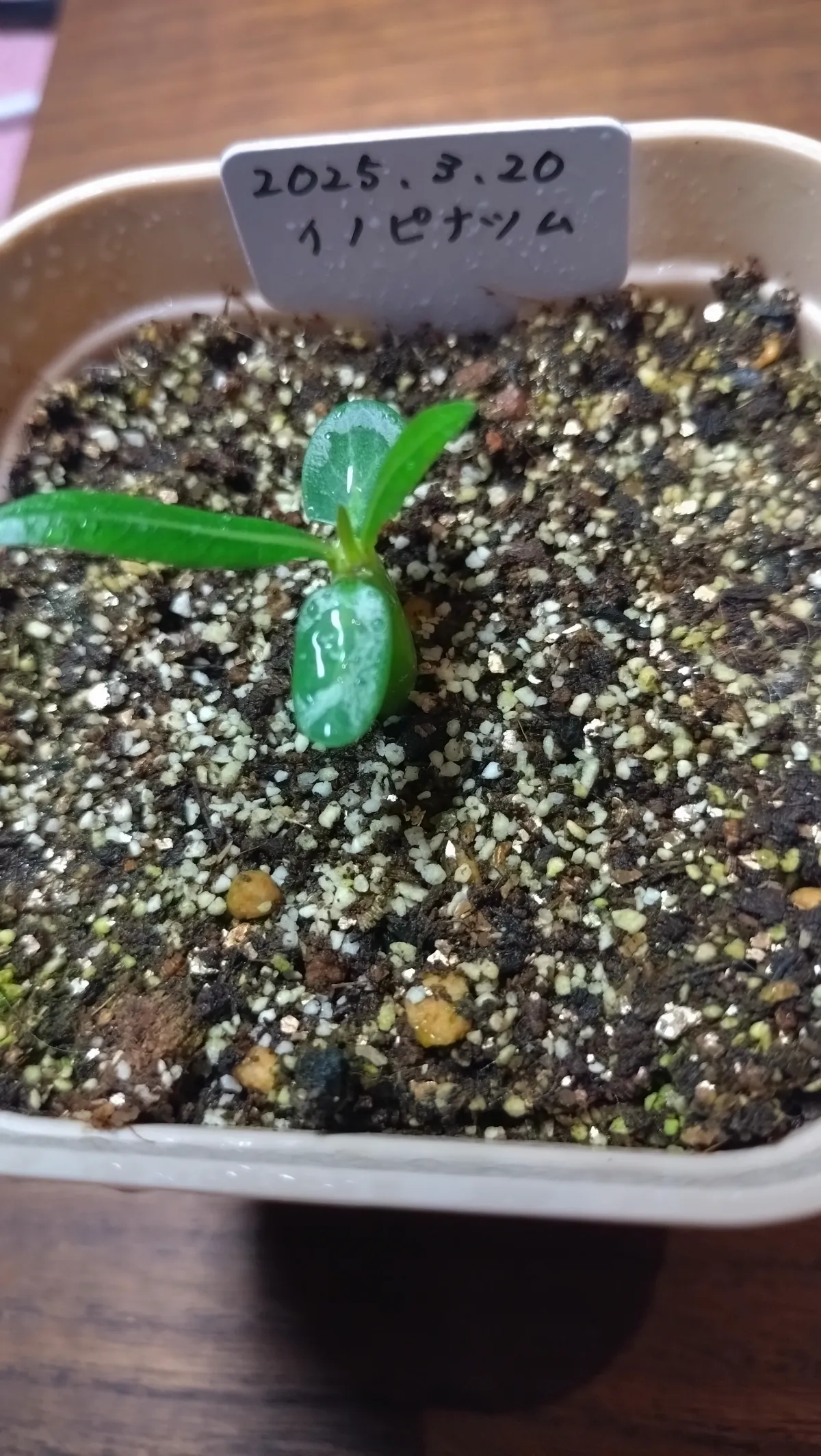 Pachypodium rosulatum var. inopinatum (パキポディウム イノピナツム)