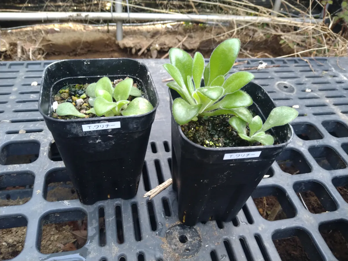 Tylecodon wallichii (ティレコドン ワリチー)