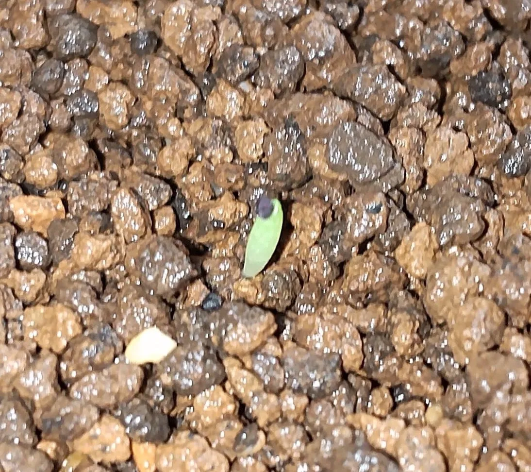 Turbinicarpus klinkerianus Huizache (ツルビニカルプス クリンケリアナス ウィサチェ)