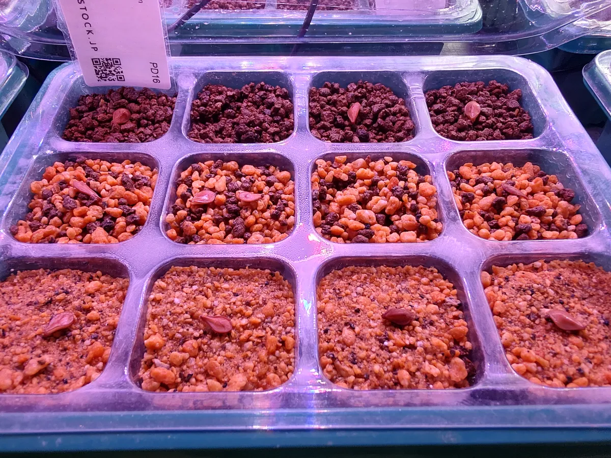 Pachypodium saundersii (パキポディウム サンデルシー 白馬城)