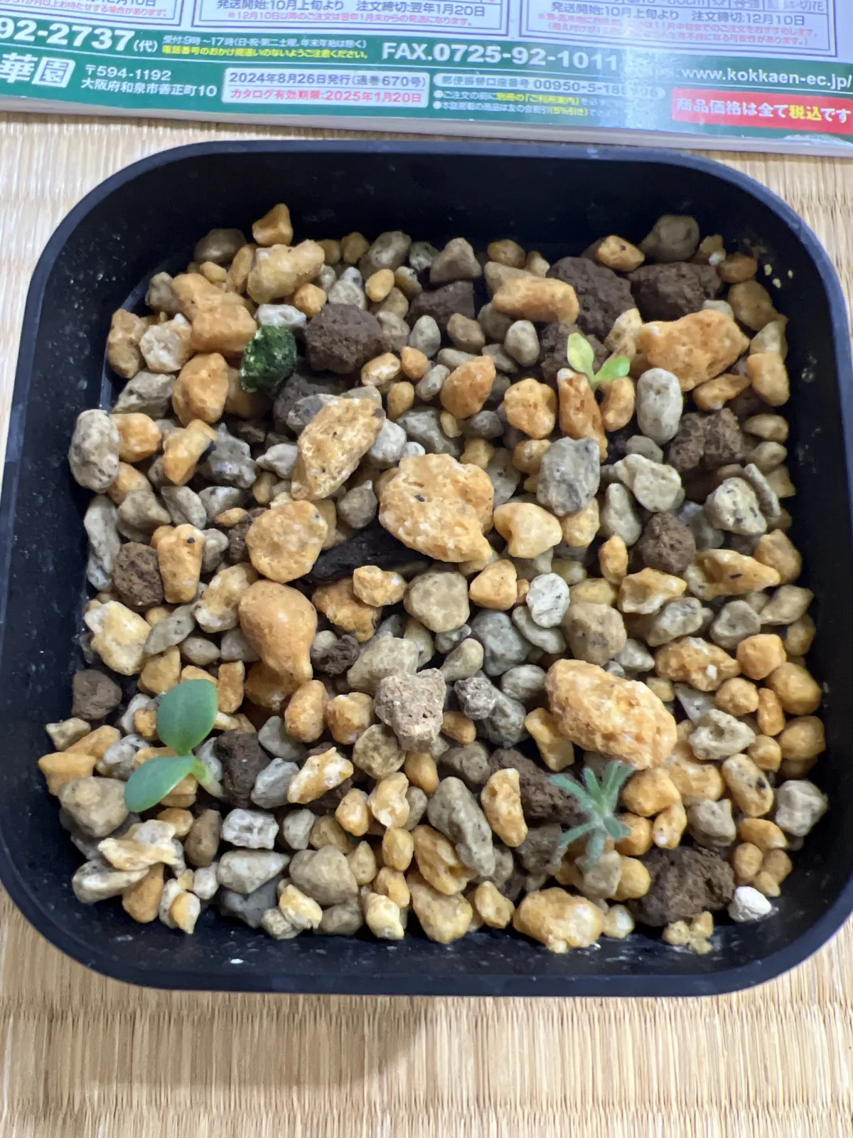 Euphorbia primulifolia var. primulifolia (ユーフォルビア プリムリフォリア)