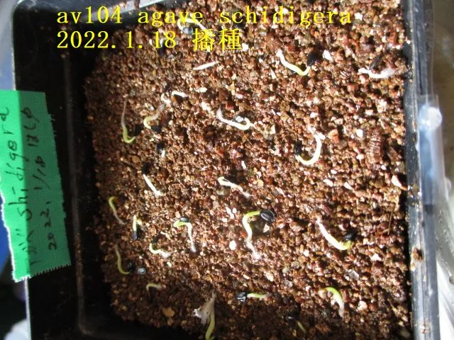 Agave schidigera (アガベ シジゲラ)