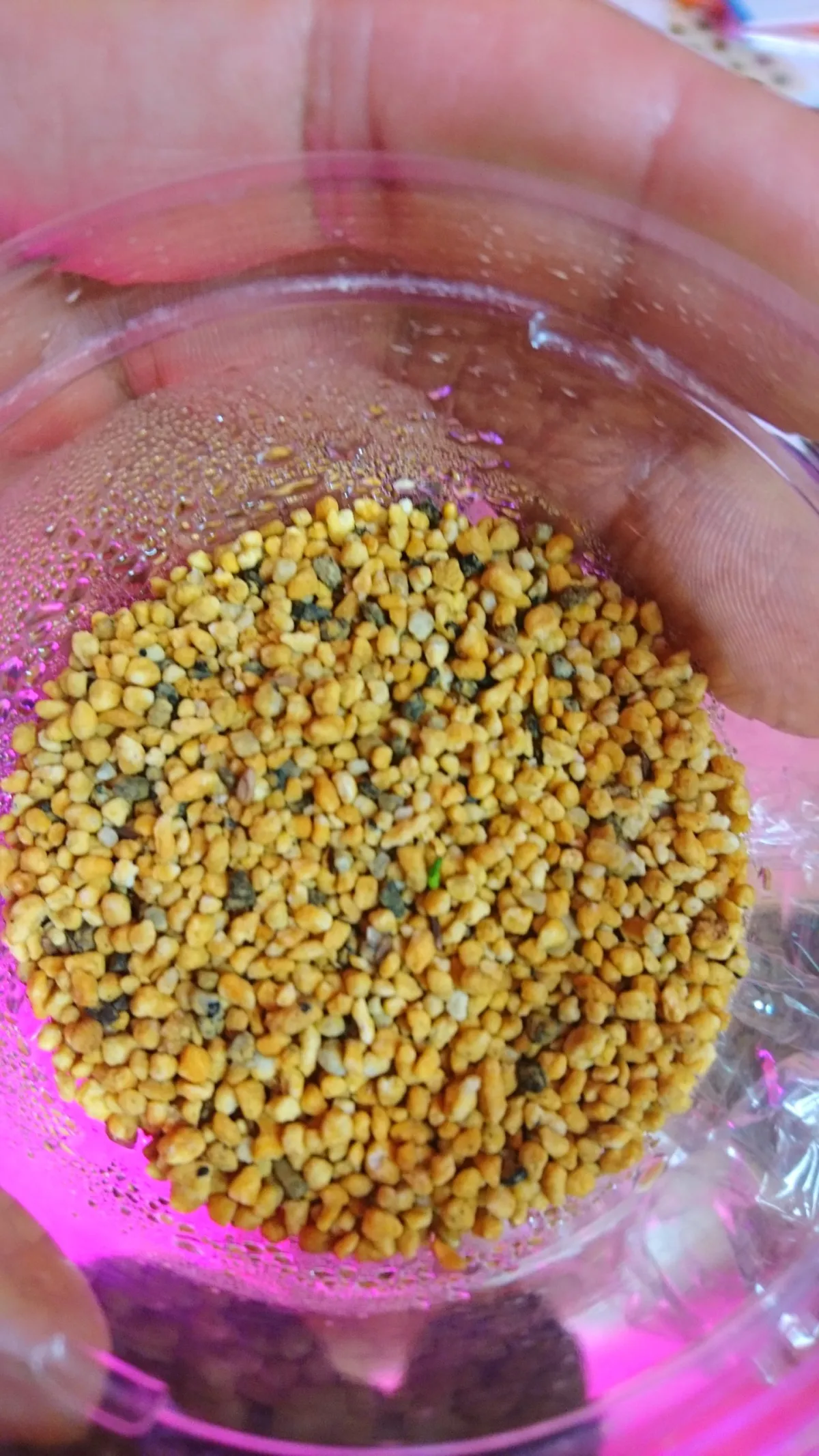 パキポディウムブレビカウレ(モニター)