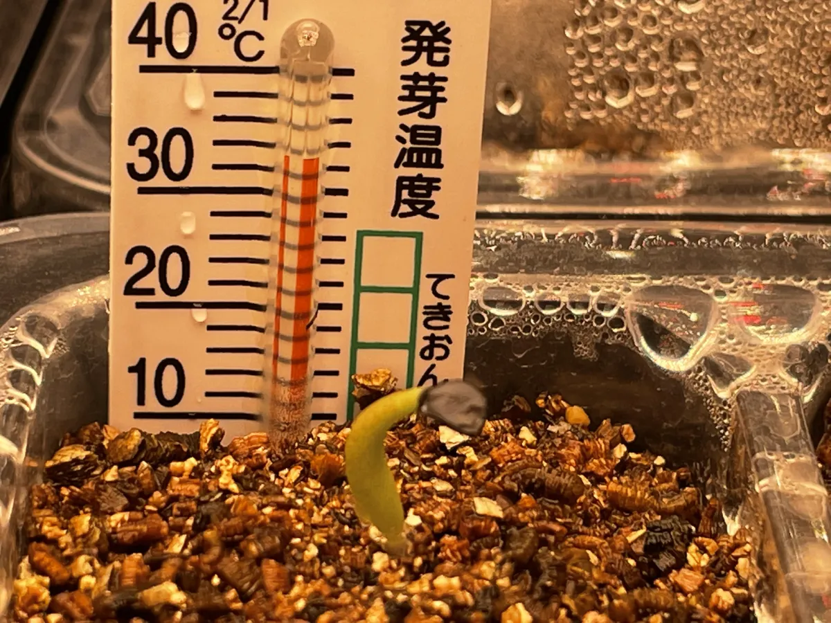 Agave oteroi (アガベ オテロイ)