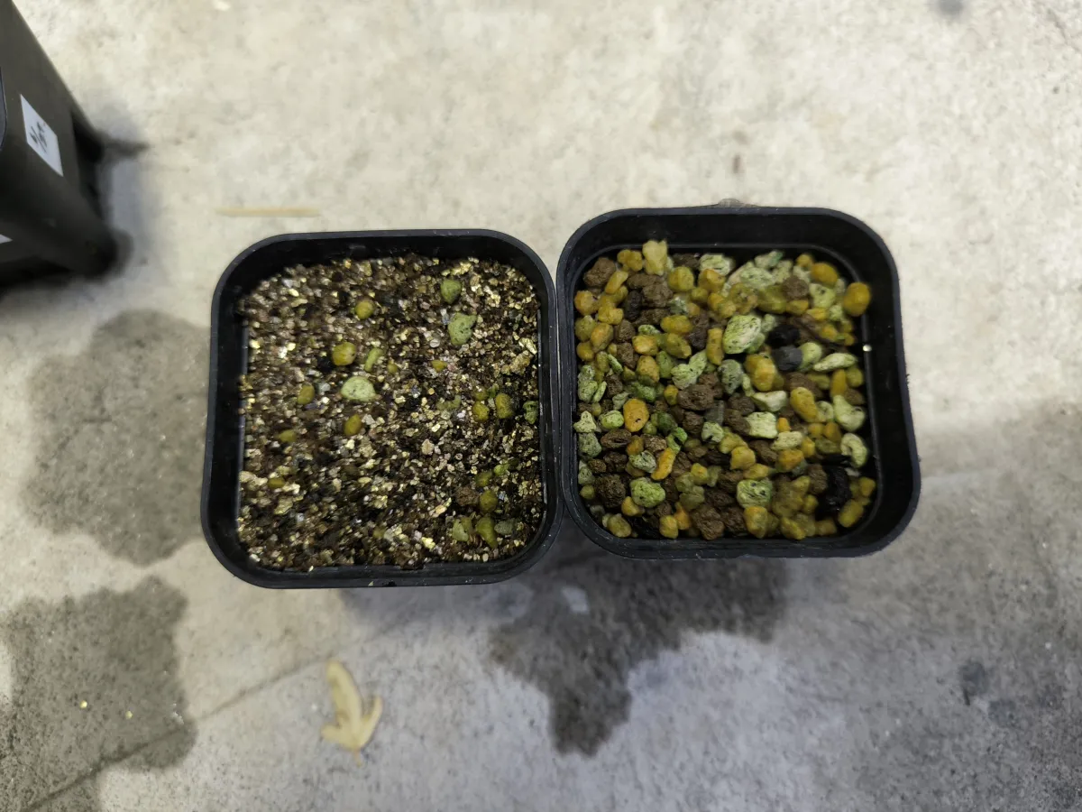 Begonia fulgurata (ベゴニア フルグラータ)