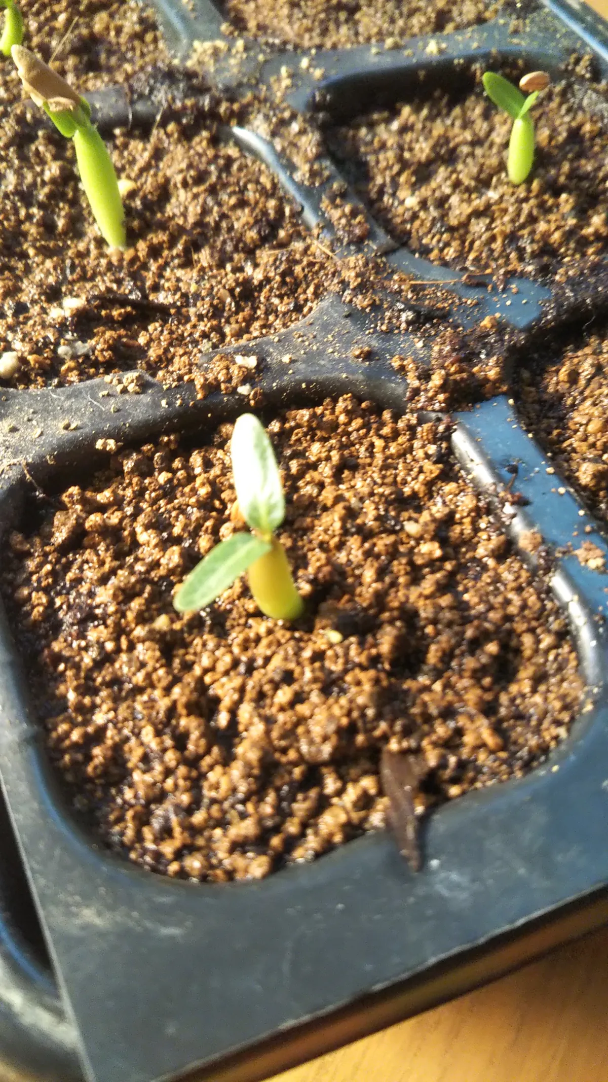 Pachypodium rosulatum ssp. cactipes (パキポディウム カクチペス)