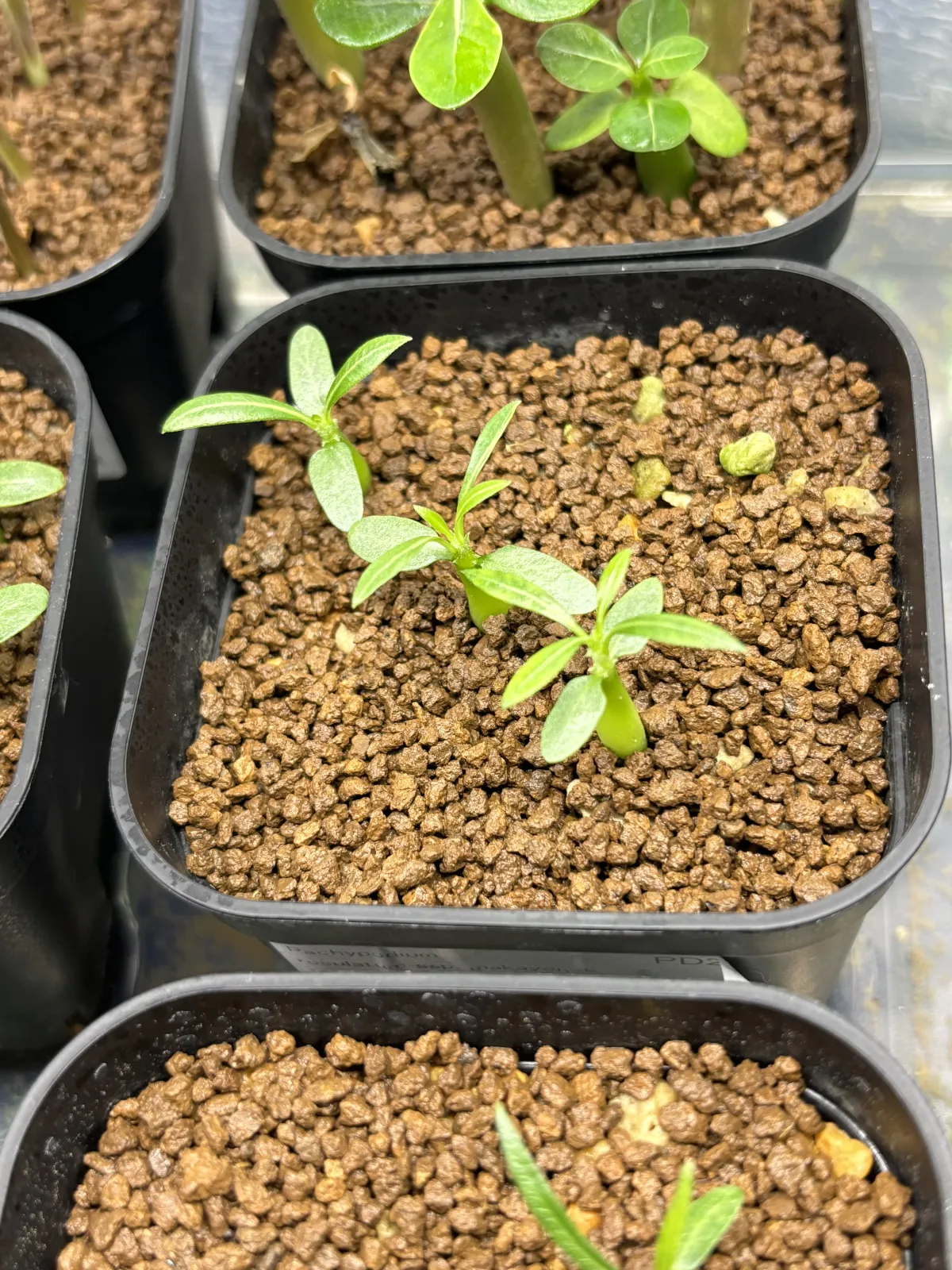 Pachypodium rosulatum subsp. makayense (パキポディウム マカイエンセ)