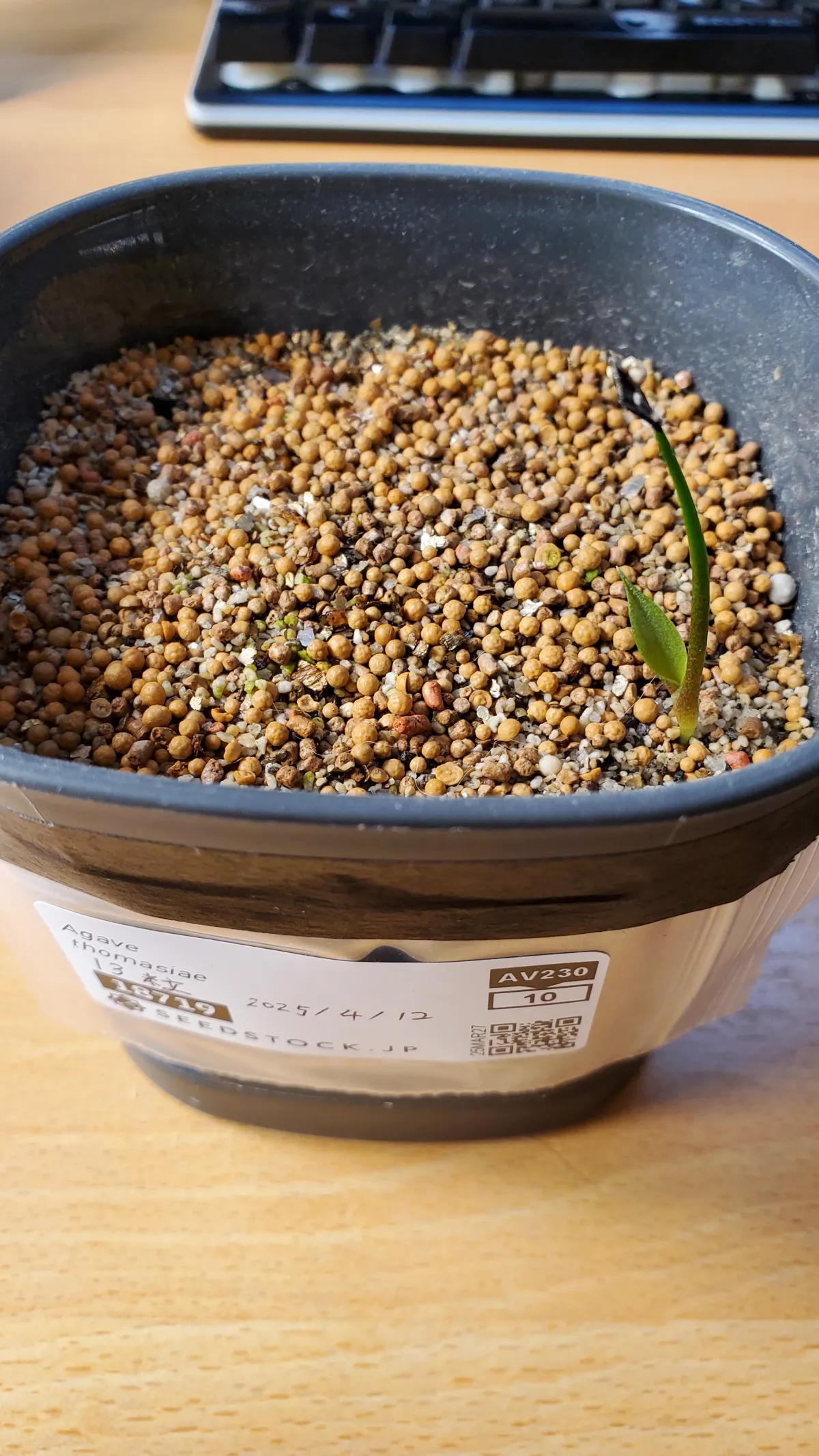 Agave thomasiae (アガベ トマシアエ)