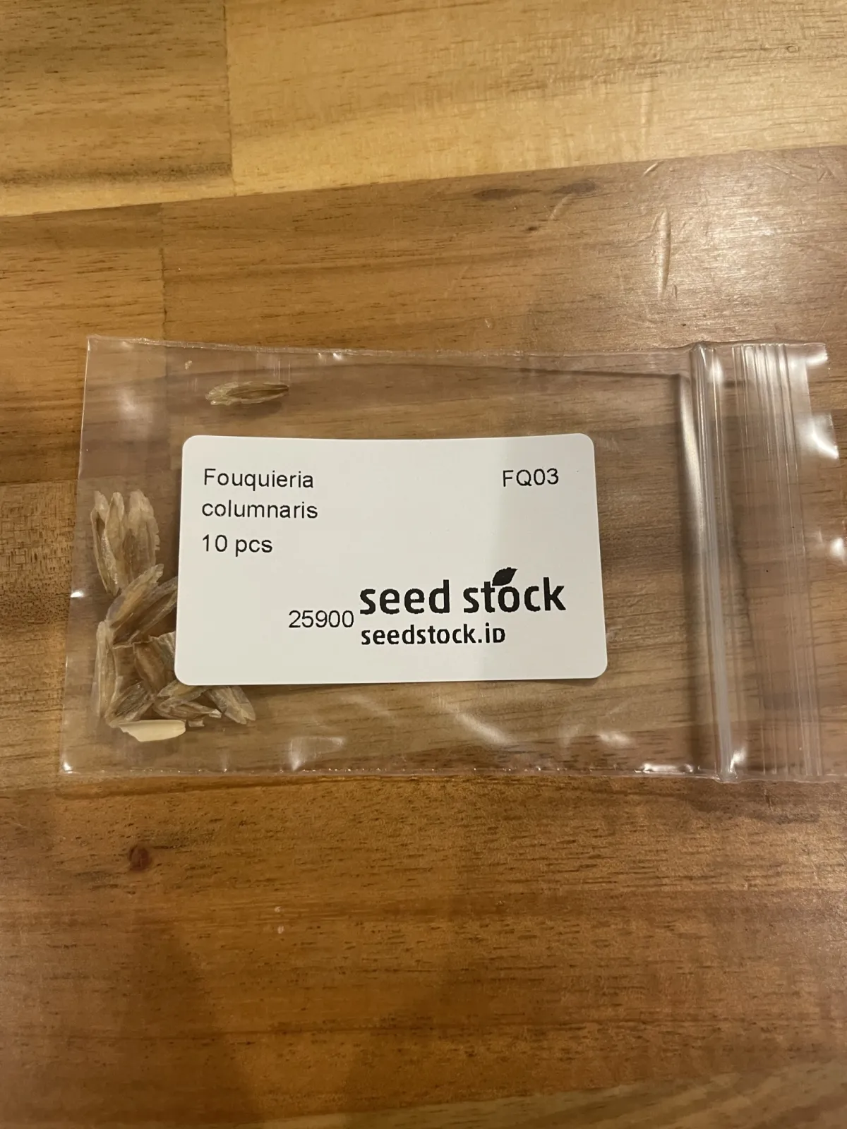 Fouquieria columnaris (フォークイエリア コルムナリス 観峰玉)