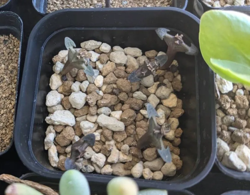 Euphorbia canariensis (ユーフォルビア カナリエンシス)