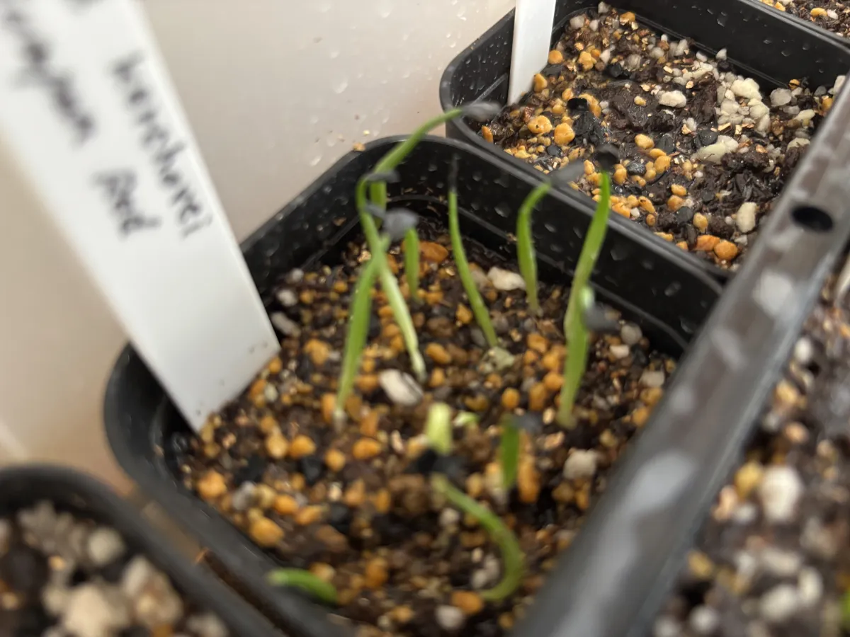 Agave kerchovei (アガベ ケルチョベイ)