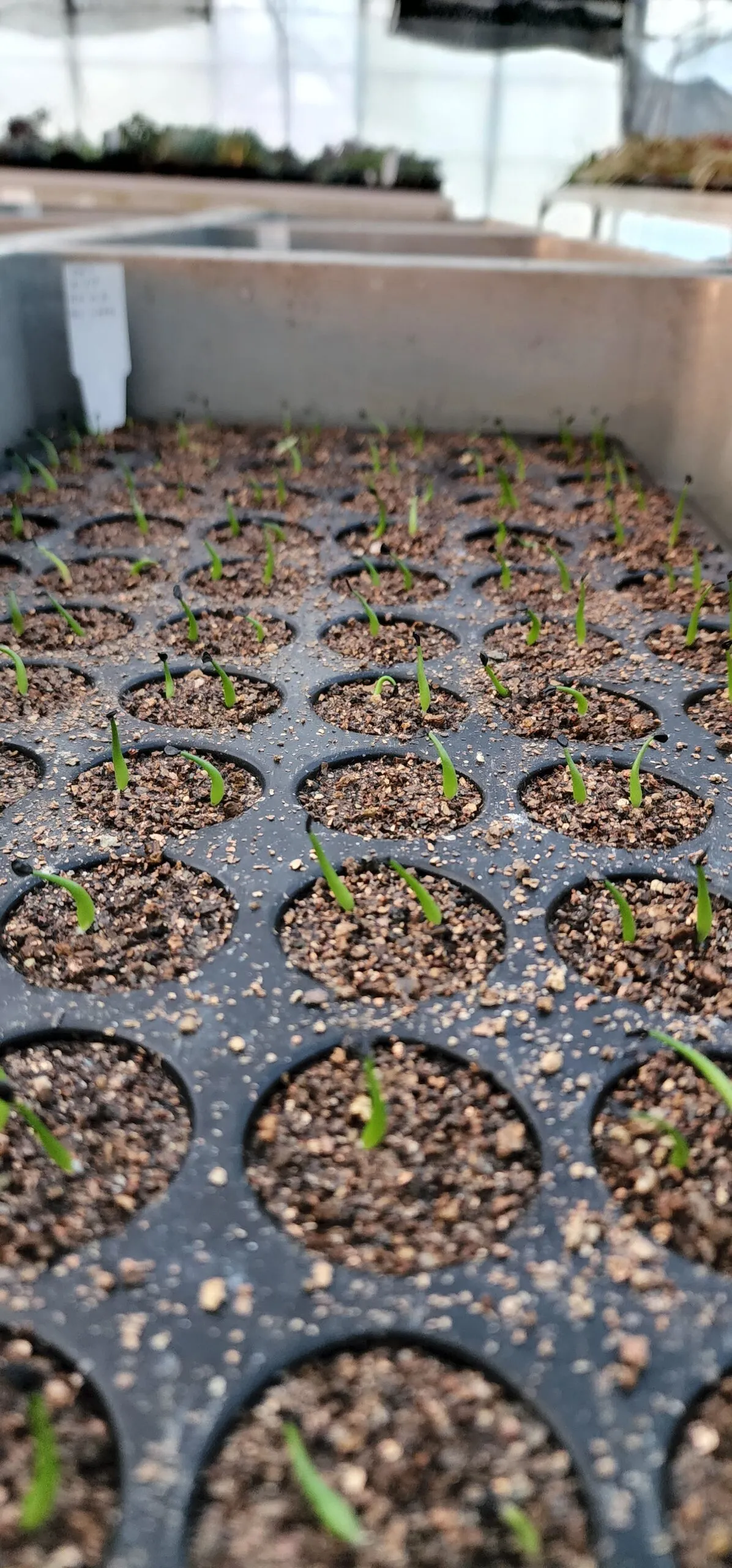 Agave horrida ssp. horrida (アガベ ホリダ)