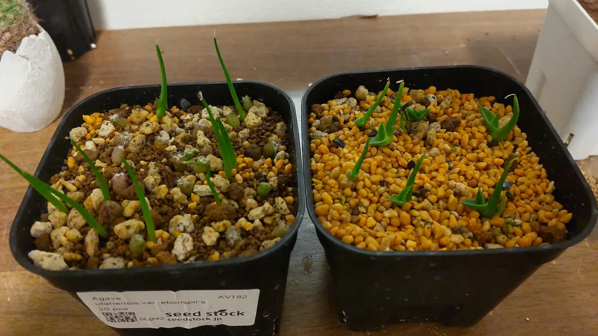 Agave utahensis var. eborispina (アガベ エボリスピナ)