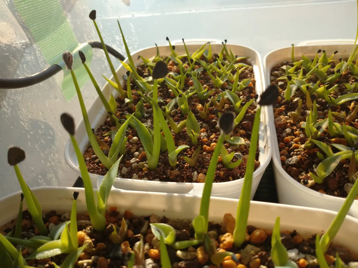 Agave americana ssp. protoamericana (アガベ プロトアメリカーナ)