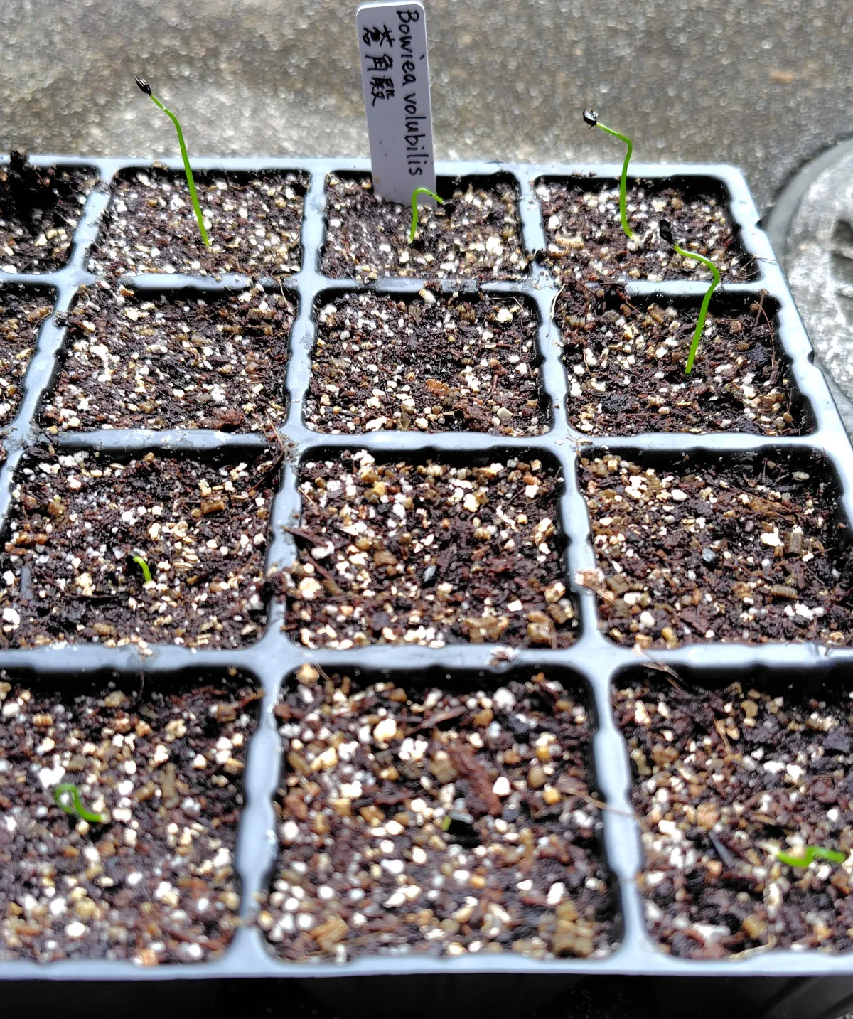 Bowiea volubilis (ボウィエア ボルビリス 蒼角殿)