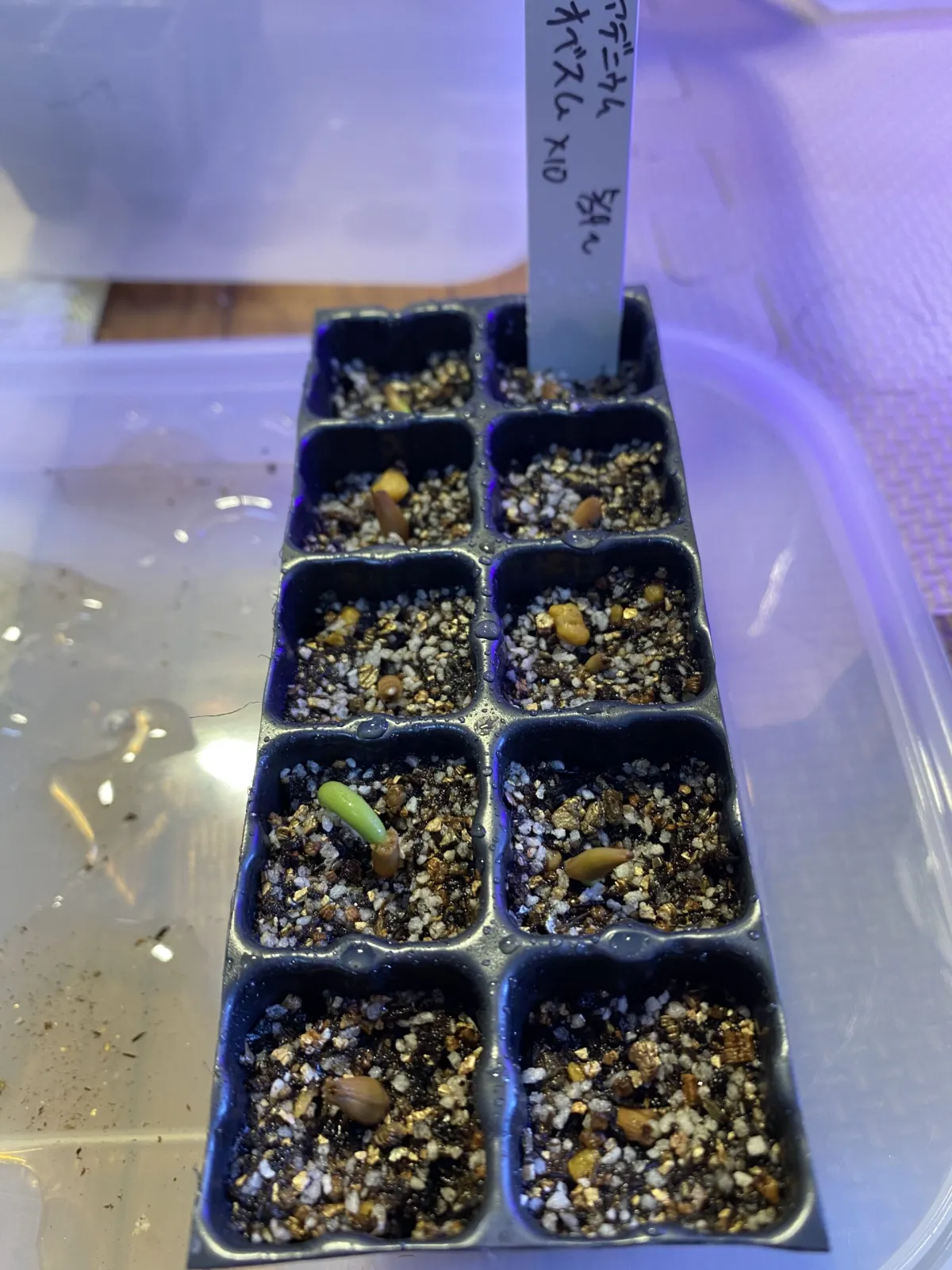 Adenium obesum (アデニウム オベスム)