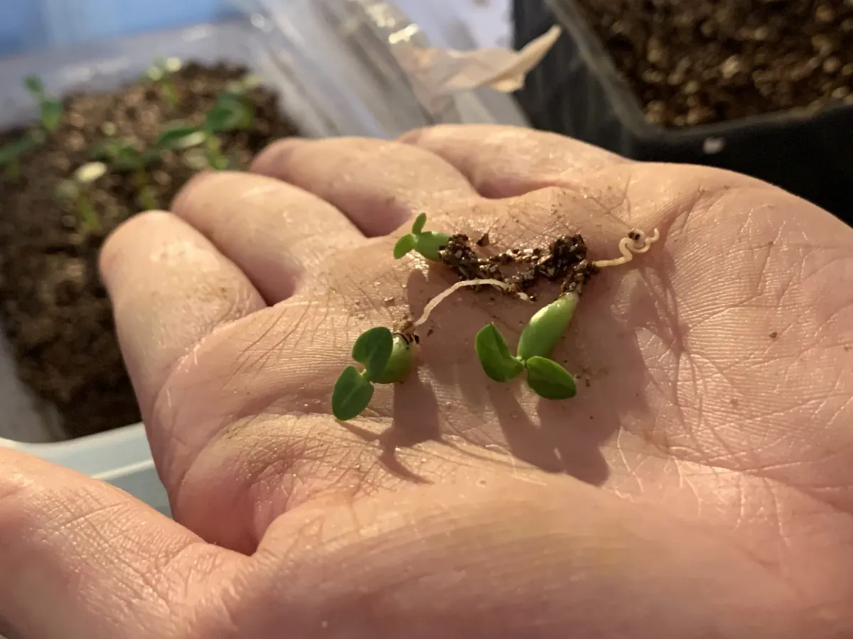 Pachypodium bispinosum (パキポディウム ビスピノーサム)