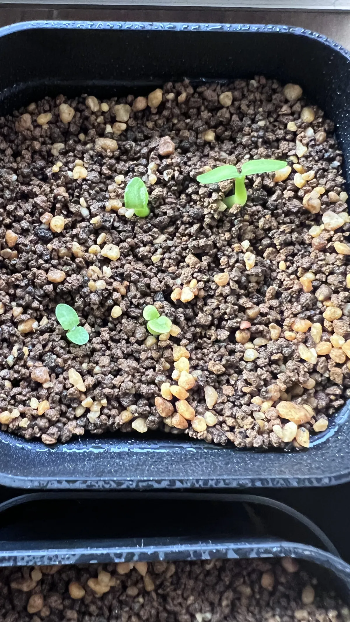 Pachypodium enigmaticum (パキポディウム エニグマチカム)