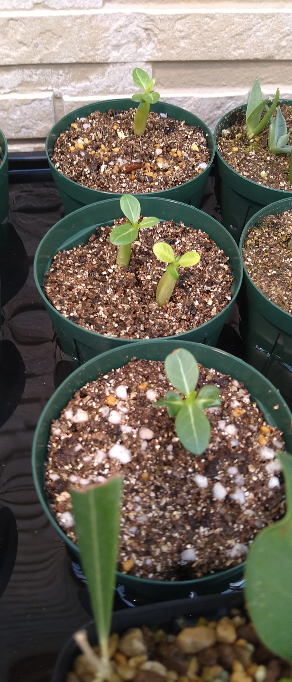 Adenium arabicum (アデニウム エイリアン)