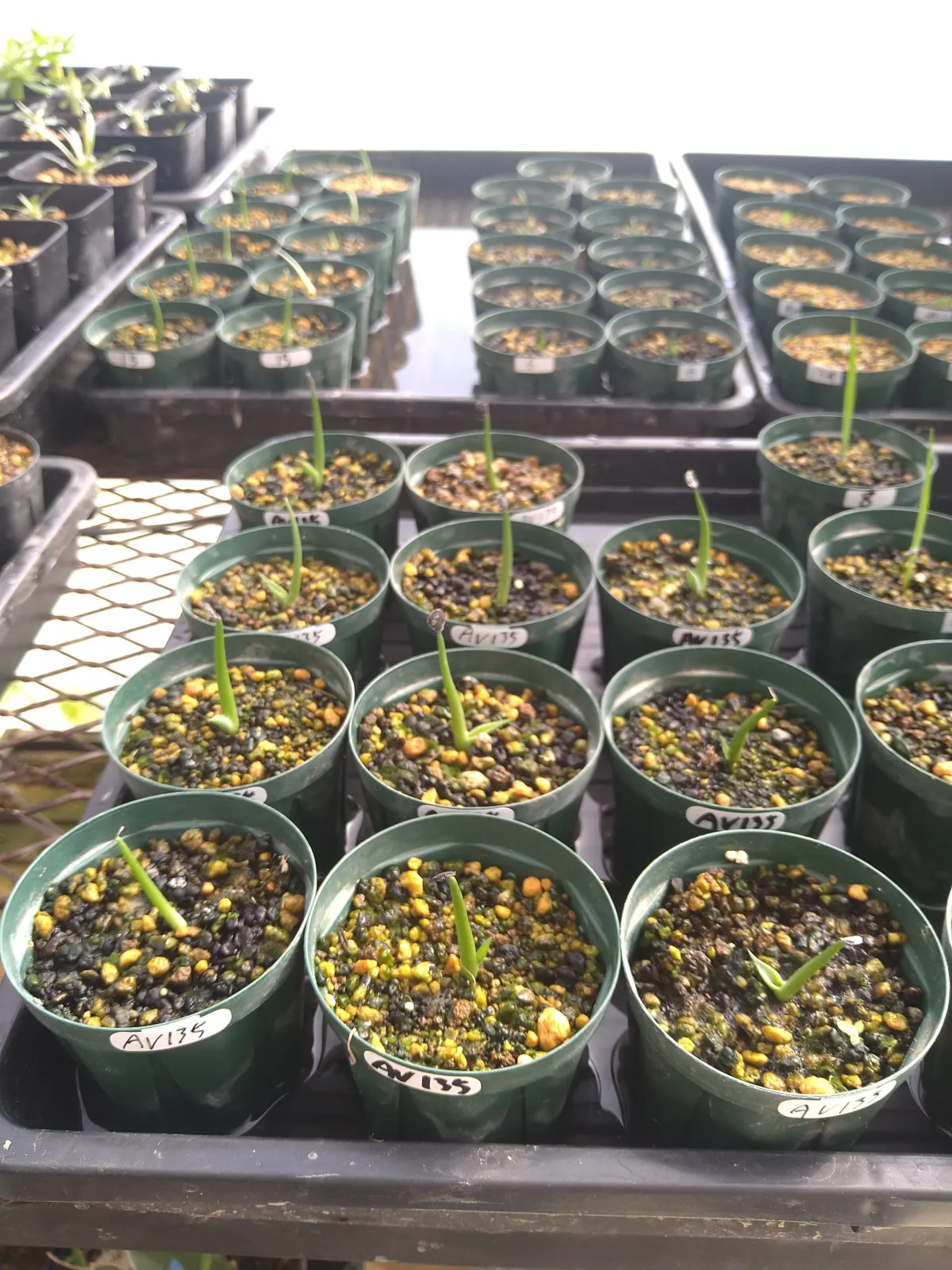 Agave americana var. franzosinii (アガベ フランゾシニー)