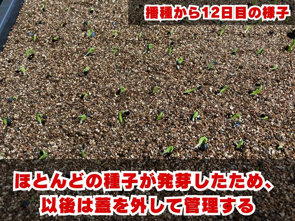 Agave horrida ssp. horrida (アガベ ホリダ)