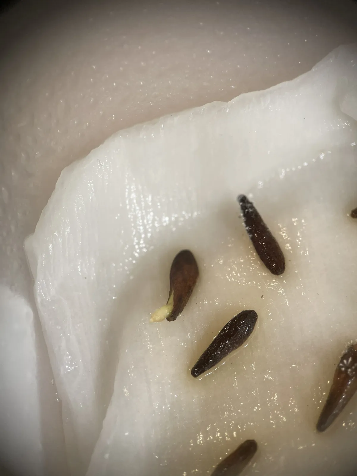 Pachypodium ambongense (パキポディウム アンボンゲンセ)