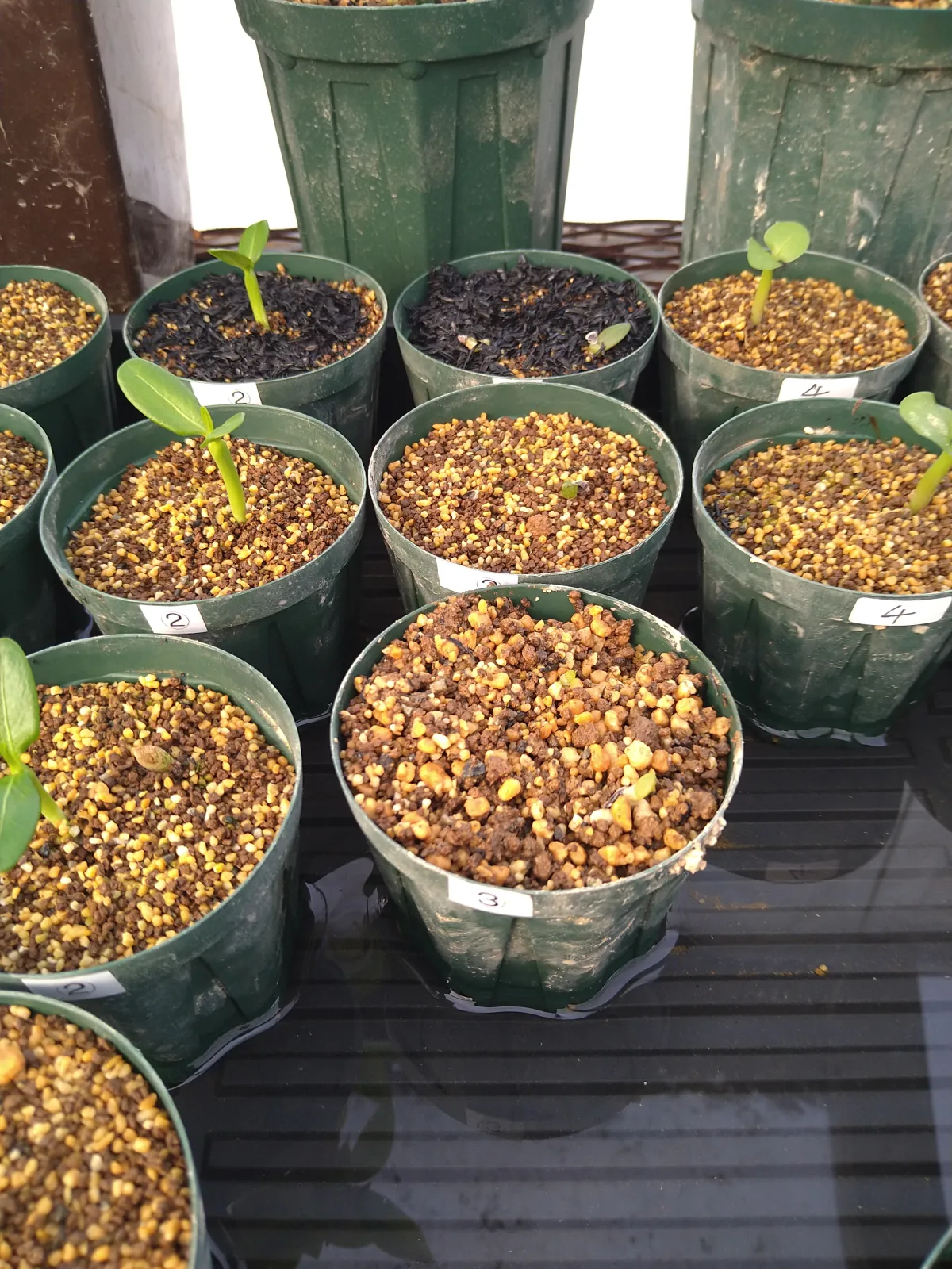 Aloe ferox (アロエ フェロックス)