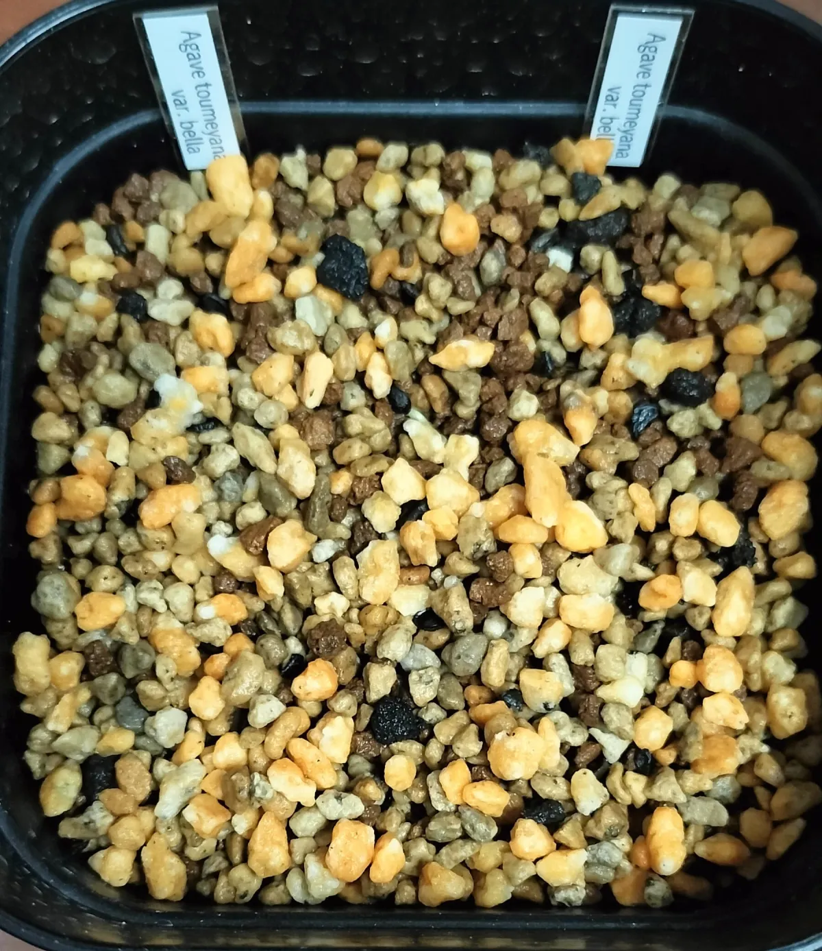 Agave toumeyana var. bella (アガベ トウメヤナ ベラ)